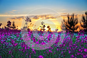 Summer sunrise over a blossoming meadow