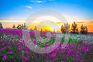 Summer sunrise over a blossoming meadow