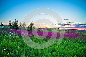 Summer sunrise over a blossoming meadow