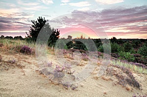 Summer sunrise over dune with heather