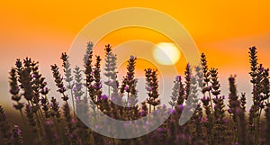 Summer sunrise over a lavander field - amazing colors and details