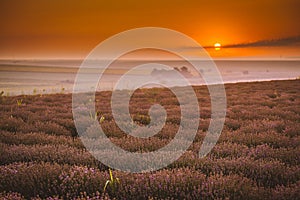 Summer sunrise over a lavander field - amazing colors and details