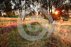 Summer sunrise over meadow with heather flower