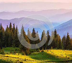  summer sunrise scenery, stunning summer dawn landscape, hills mountains covered forest on background morning valley in golden