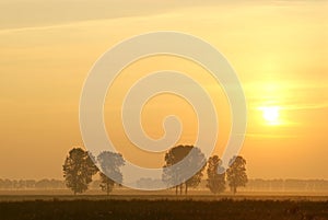 Summer sunrise with trees on a field