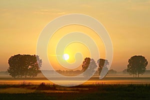 Summer sunrise with trees in the fog