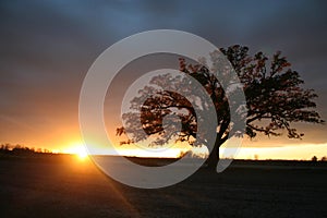 Summer Sunset behind the Mighty Bur Oak photo
