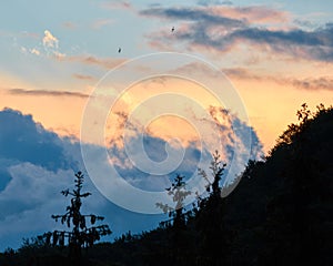 Summer sunset with birds and silhouette trees