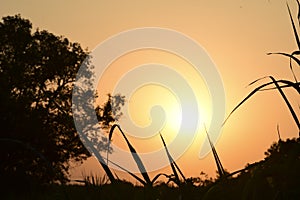 Summer sunset in a field in the sky of black bright colorful red orange color. The sun sets over the horizon against the