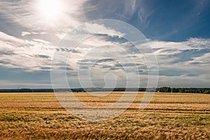 Summer sunset at golden field landscape, gorgeous nature, German