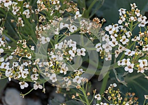 Summer sunset landscape with sea cabbage, Crambe maritima, which grows on the coast of the Estonian island of Saaremaa, Cape Undva