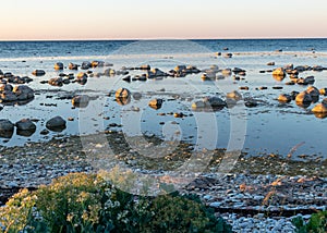 Summer sunset landscape with sea cabbage, Crambe maritima, which grows on the coast of the Estonian island of Saaremaa, Cape Undva