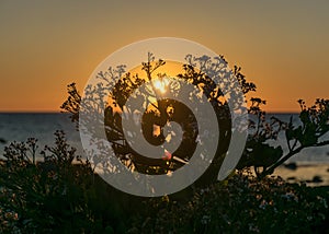 Summer sunset landscape with sea cabbage, Crambe maritima, which grows on the coast of the Estonian island of Saaremaa, Cape Undva