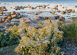 Summer sunset landscape with sea cabbage, Crambe maritima, which grows on the coast of the Estonian island of Saaremaa, Cape Undva