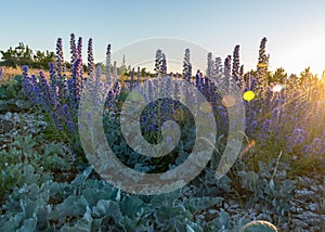 Summer sunset landscape with sea cabbage, Crambe maritima, which grows on the coast of the Estonian island of Saaremaa, Cape Undva