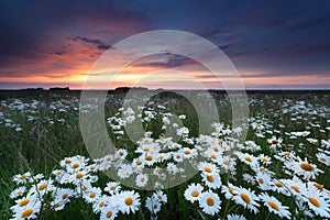 Summer sunset over chamomile field