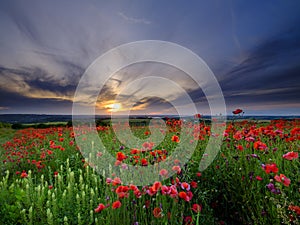 Summer sunset over fields of rapeseed and poppy near Chilcomb on Telegraph Hill, South Downs National Park, UK