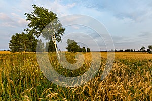 Summer sunset over wheat field