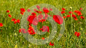 Summer sunset at red field of poppies, gorgeous nature