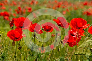 Summer sunset at red field of poppies, gorgeous nature