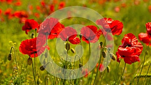 Summer sunset at red field of poppies, gorgeous nature