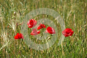 Summer sunset at red field of poppies, gorgeous nature