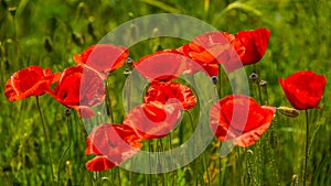 Summer sunset at red field of poppies, gorgeous nature