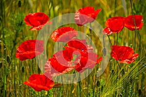 Summer sunset at red field of poppies, gorgeous nature