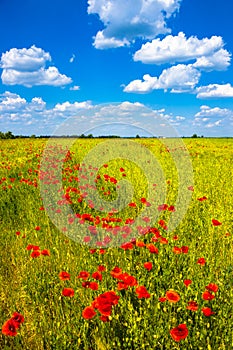 Summer sunset at red field of poppies, gorgeous nature