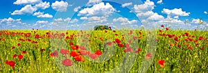 Summer sunset at red field of poppies, gorgeous nature