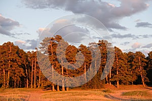 summer sunset on the shore of the Gulf of Finland in the town of Sosnovy Bor