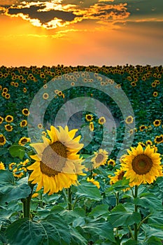 A Summer Sunset With Sunflowers