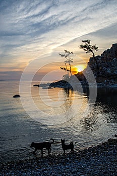 Summer sunset with two dogs near the Rock of Shamanka Burhan on Olkhon Island in Lake Baikal, Russia