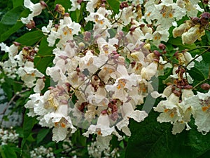 The Summer Symphony: Catalpa Bloom in Full Splendor, A White Floral Elegance Amidst Nature\'s Beauty
