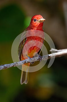 Summer Tanager