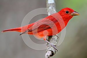 Summer Tanager photo