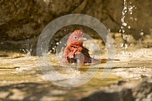 Summer Tanager bathing