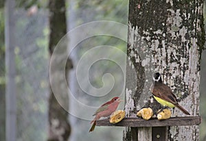 summer tanager discussing with a fly catcher in a feeder