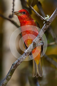 Summer Tanager - feasting on an insect