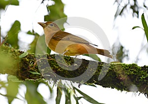 Summer Tanager perched on a tree branch