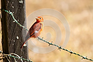 Summer tanager, Piranga rubra, on a fence photo