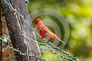 Summer tanager, Piranga rubra, on a fence photo