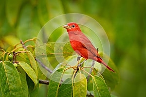 Summer Tanager, Piranga rubra, red bird in the nature habitat. Tanager sitting on the green palm tree. Birdwatching in Costa Rica. photo