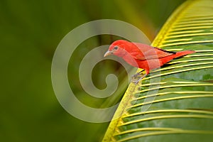 Summer Tanager, Piranga rubra, red bird in the nature habitat. Tanager sitting on the green palm tree. Birdwatching in Costa Rica. photo