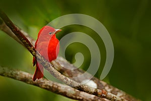 Summer Tanager, Piranga rubra, red bird in the nature habitat. Tanager sitting on the green palm tree. Birdwatching in Costa Rica.