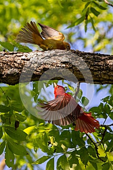 Summer Tanagers in flight near a tree branch