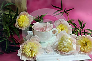 Summer tea party: a cup of tea with peony petals, peony flowers on a music notebook, side view