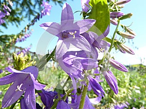 Summer tender wildflowers bluebells close-up