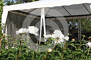 Summer tent in the foreground are large white flowers