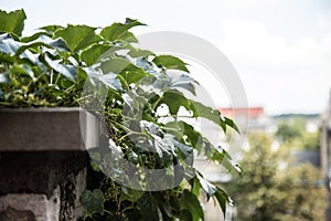 Summer terrace densely twined by virginia creeper